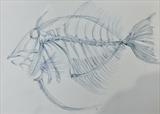 Fish Skeleton by Maisie Parker, Drawing, Inktense block and water